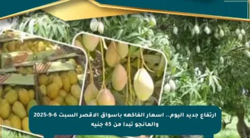 ارتفاع جديد اليوم.. أسعار الفاكهة بأسواق الأقصر السبت 6-9-2025 والمانجو تبدأ من 45 جنيه